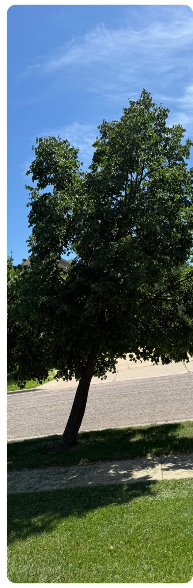 A tall boulevard tree standing clean after a trim, the street behind