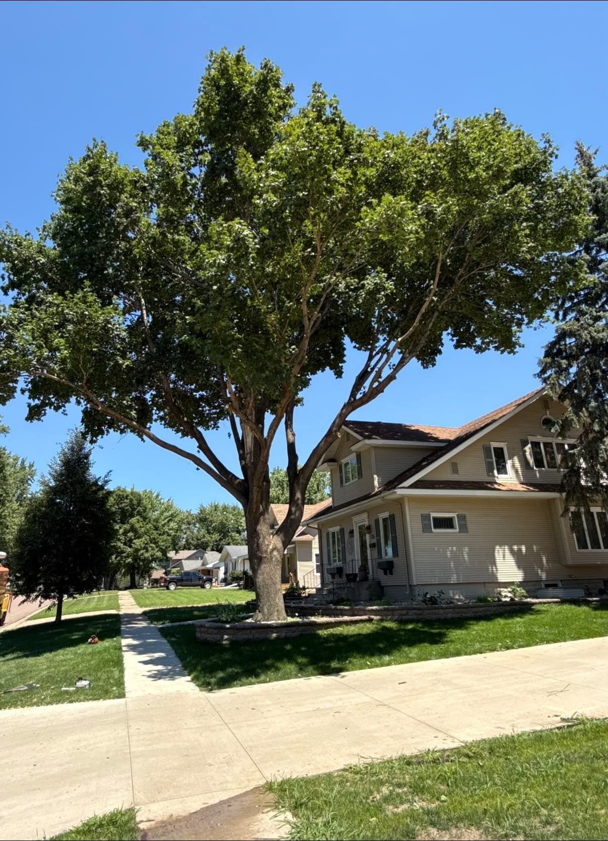 A leafy yard tree lifted clear of the sidewalk beside a home