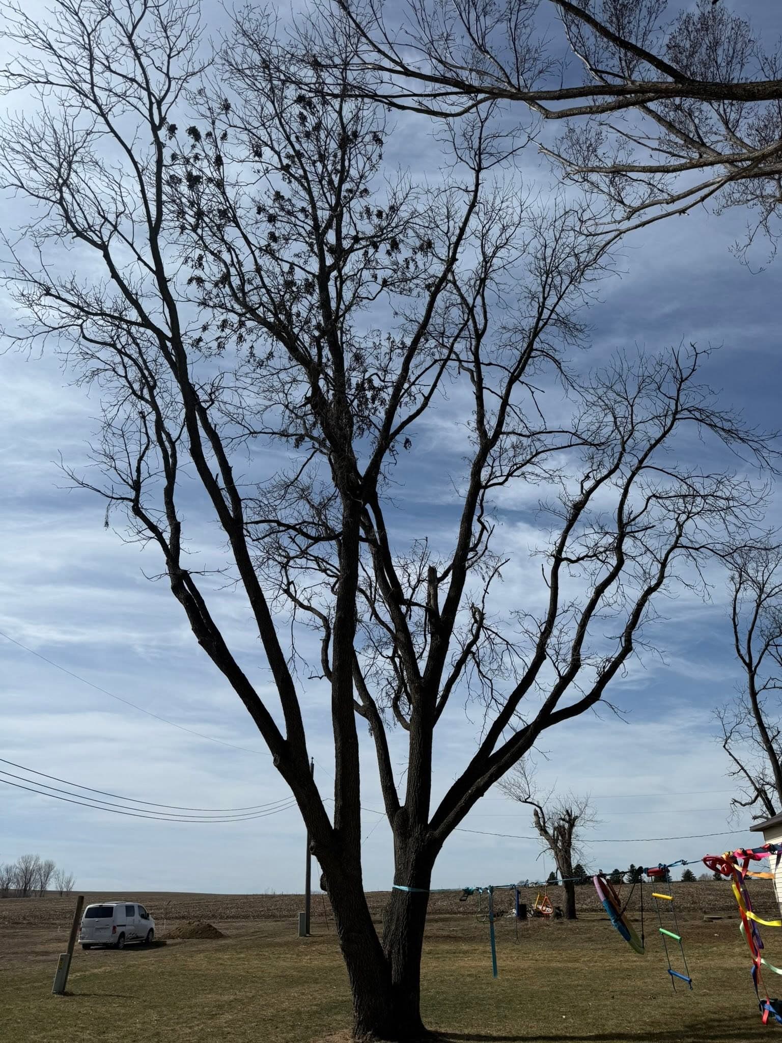 A bare mature tree in a snowless winter yard, ready for structural work