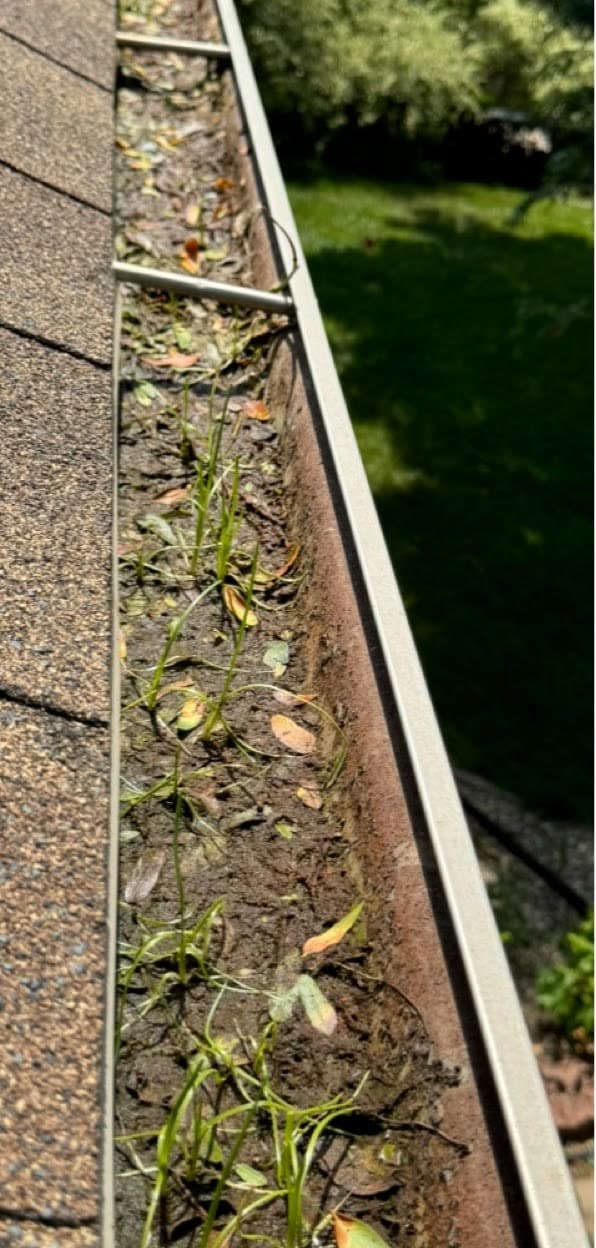 A gutter packed with leaves and seedlings before cleaning