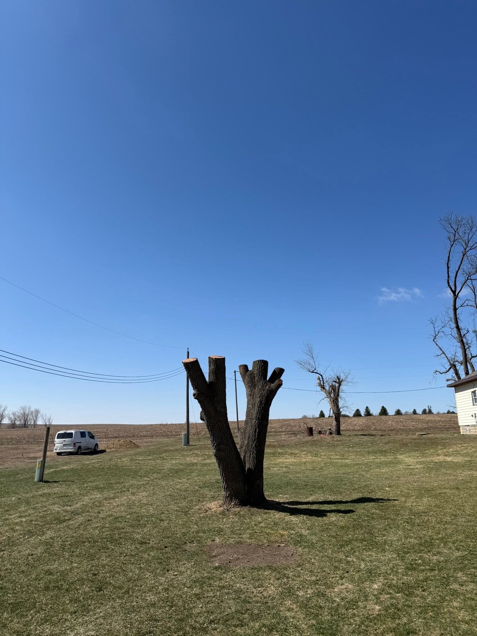 A mature bare tree in a winter yard, its full structure visible for assessment