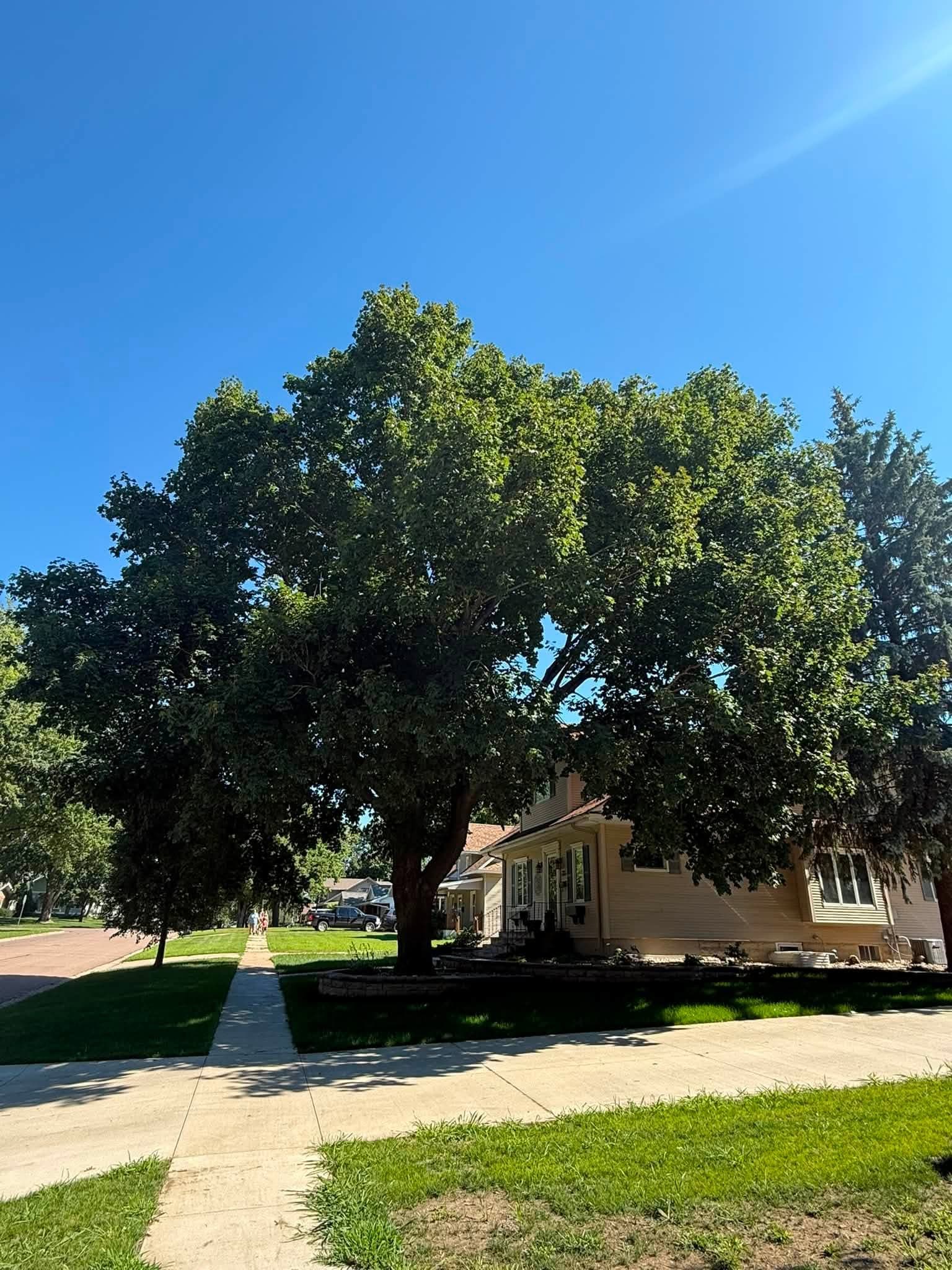 A big, healthy shade tree standing full and green over a mowed yard