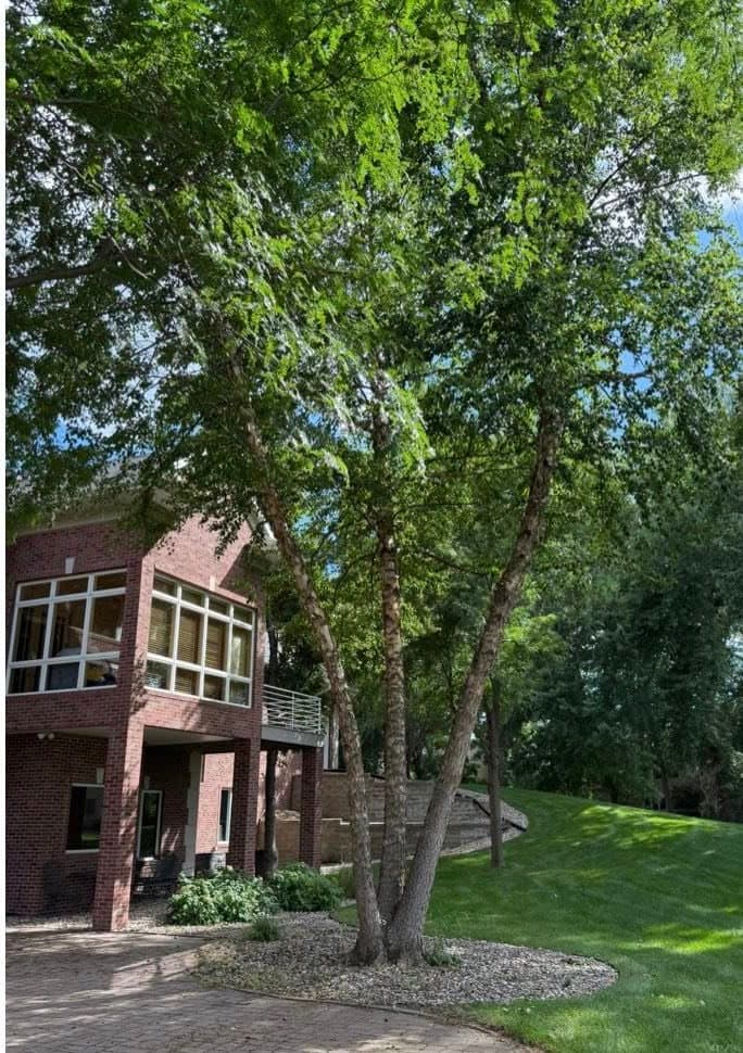 The same river birch after pruning, lifted clear of the building