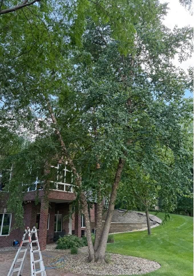 A river birch crowding a brick office building, a ladder set for the prune