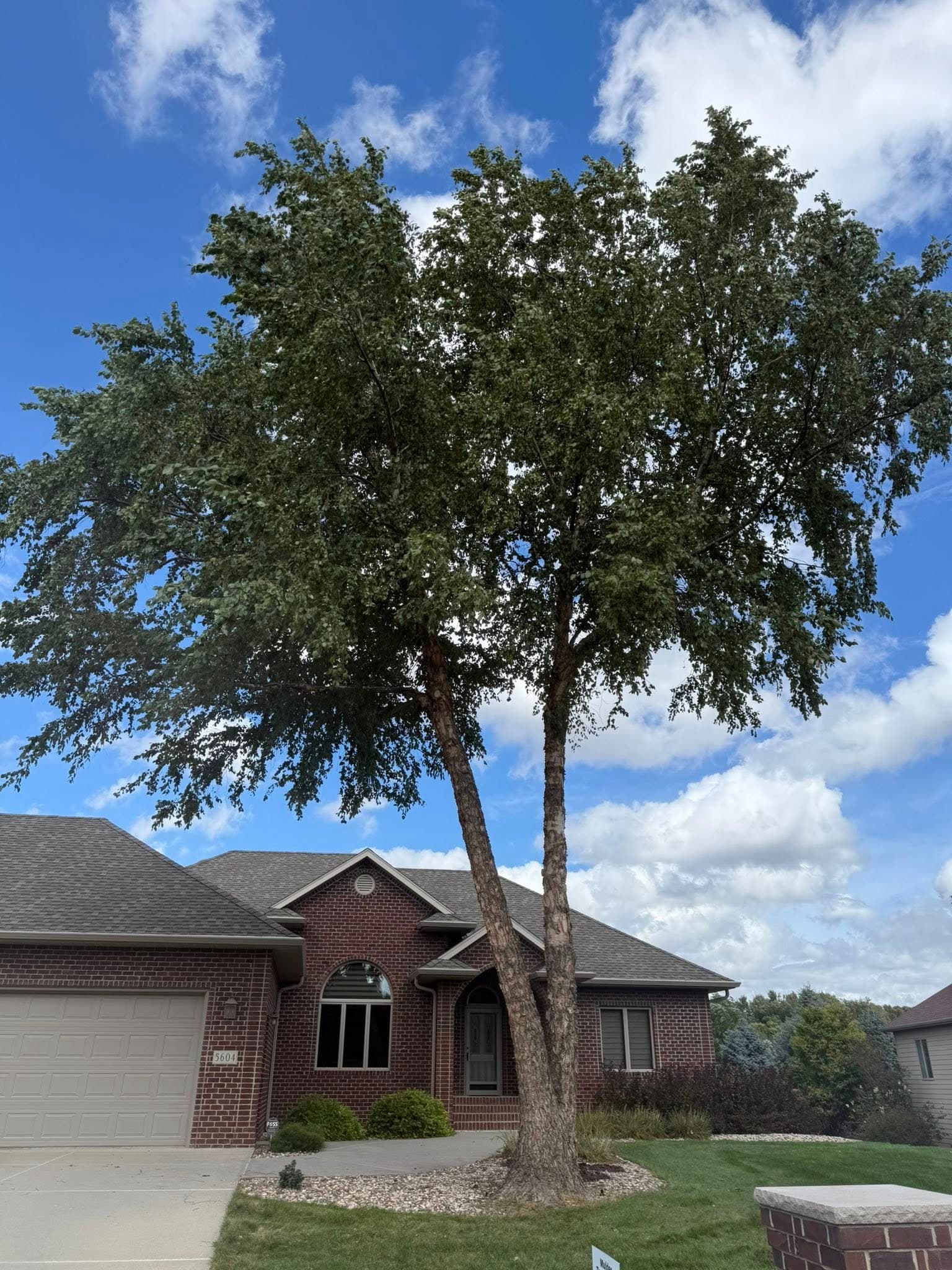 A tall river birch rising over a brick home, its crown full and healthy