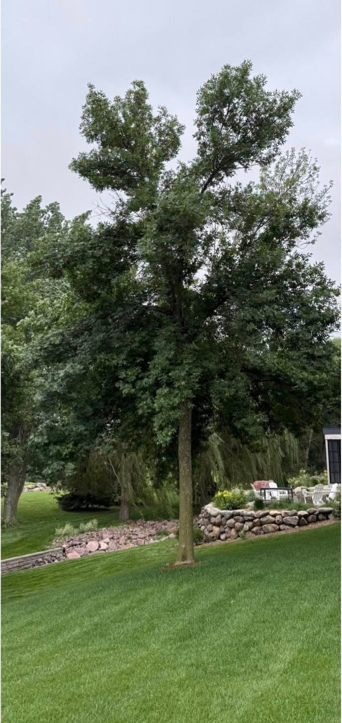 A backyard tree standing over a stone retaining wall before removal