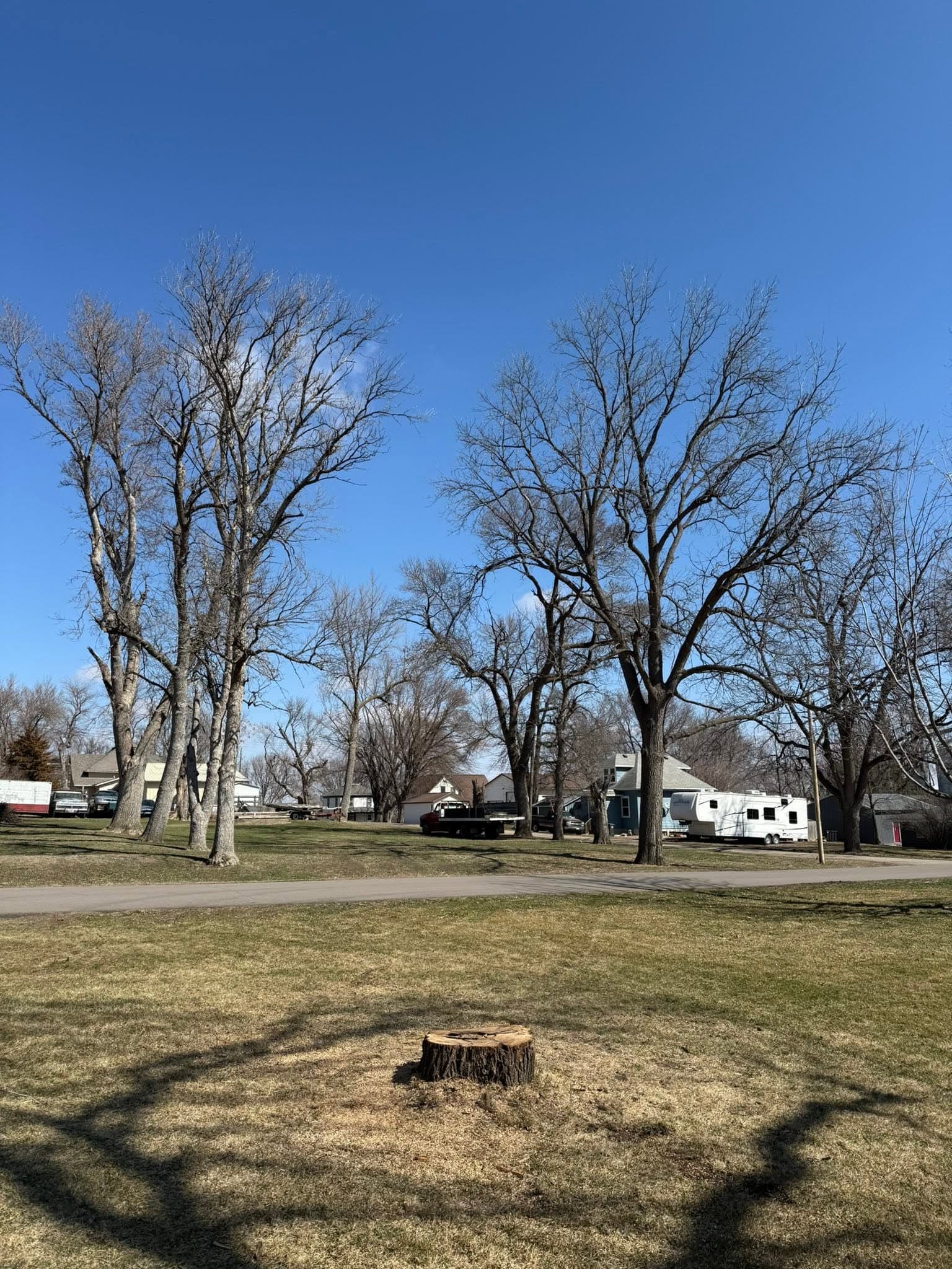 A fresh-cut stump in an open park lawn after the tree came down