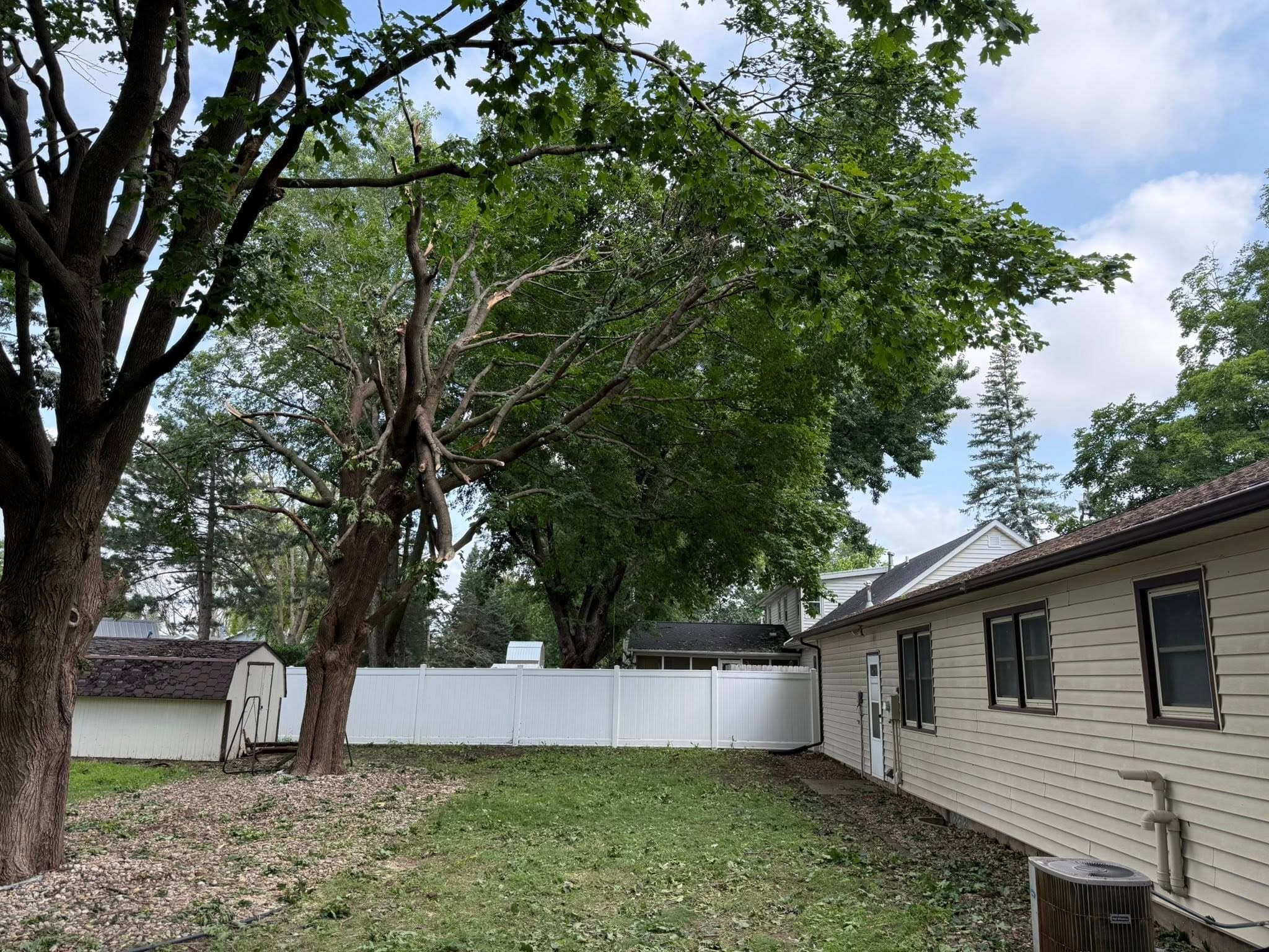A backyard maple with limbs snapped and hanging after a windstorm