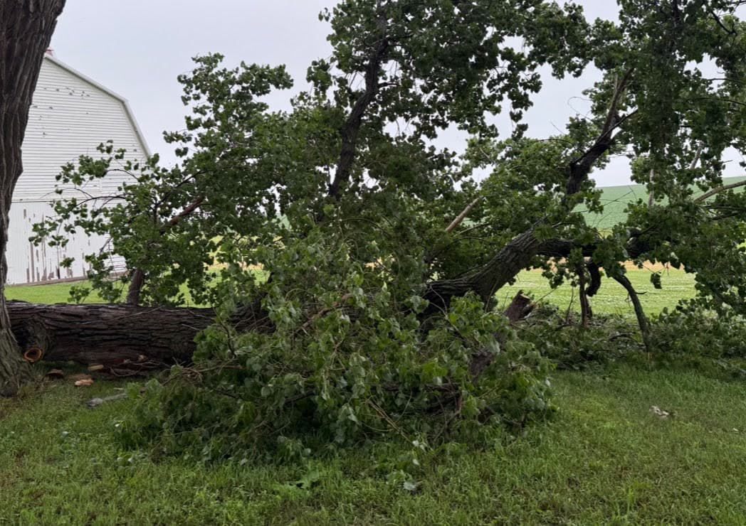 A storm-downed tree lying in an open farmyard