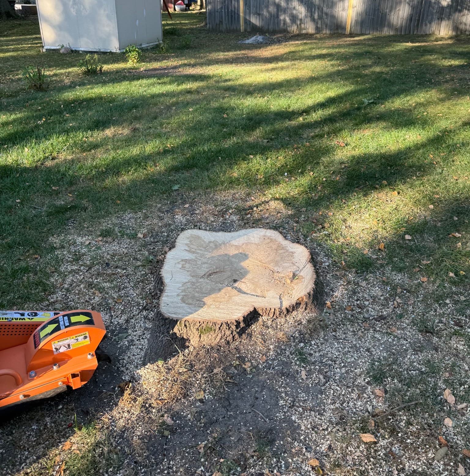A fresh-cut stump with the grinder wheel moving in at the edge of the frame