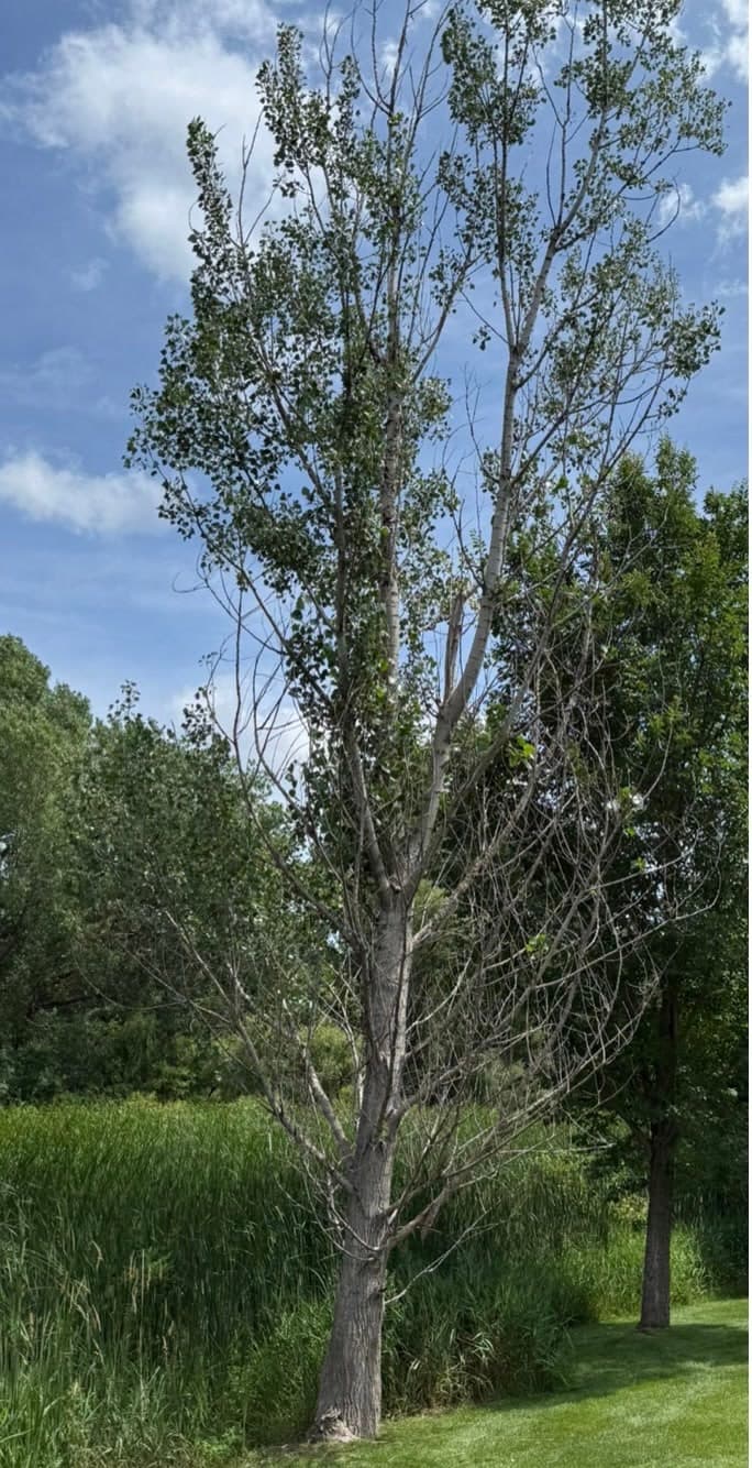 A tall waterside tree with a thin, dying top before the trim