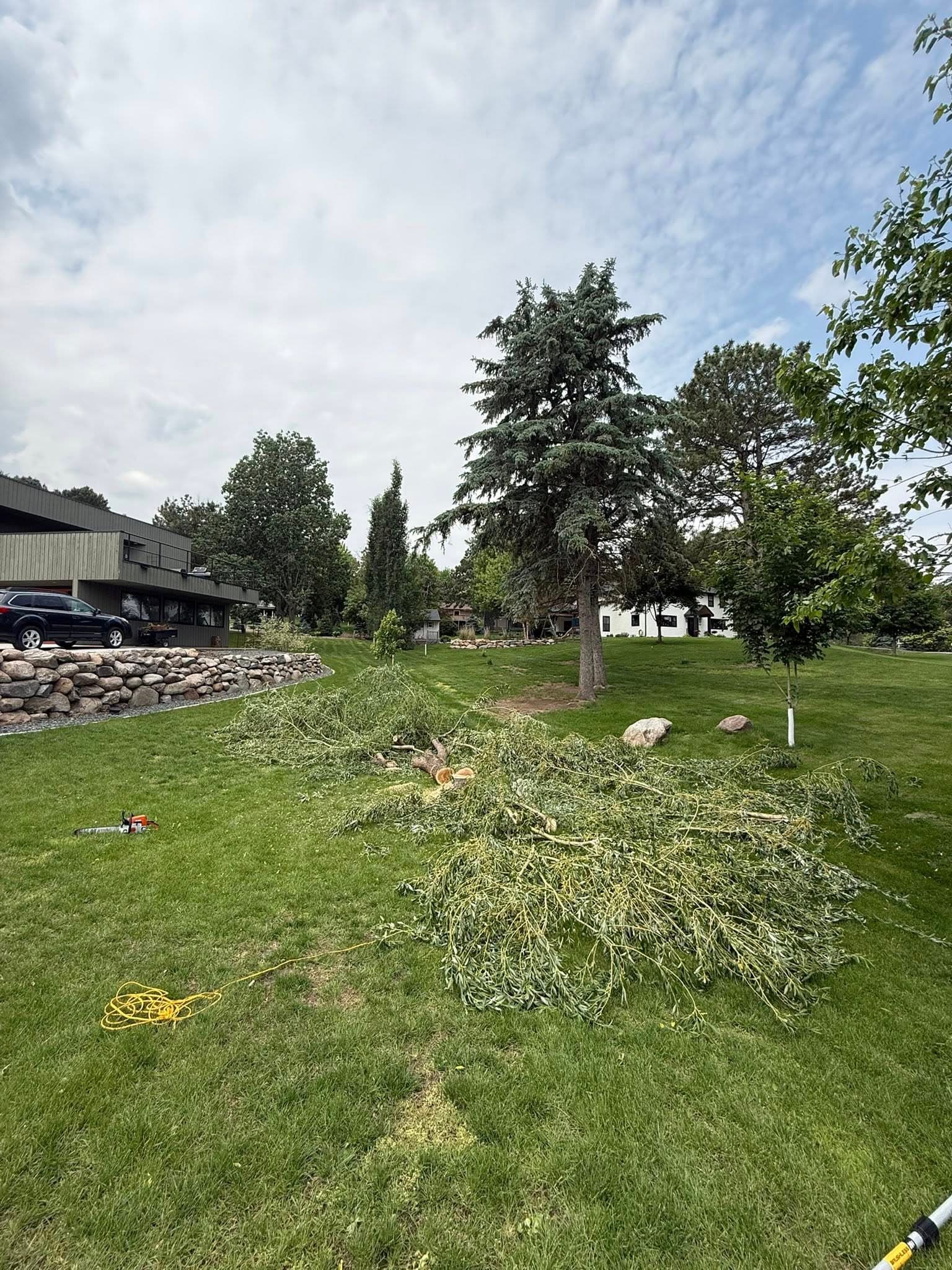 Fresh-cut limbs on a lawn beside the chainsaw that just took them down, the trimmed tree behind