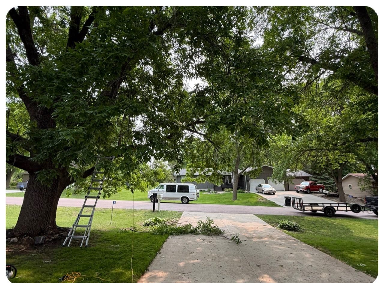 A ladder set into a big shade tree over a driveway, first limbs already down