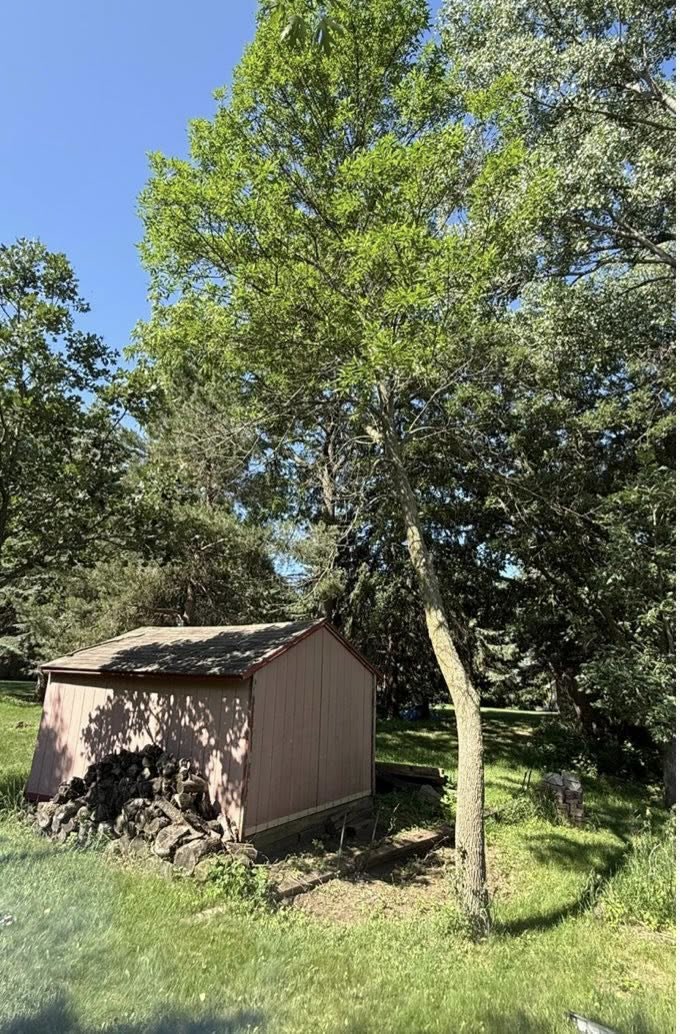 A tree leaning over a backyard shed with a woodpile stacked against it, before removal